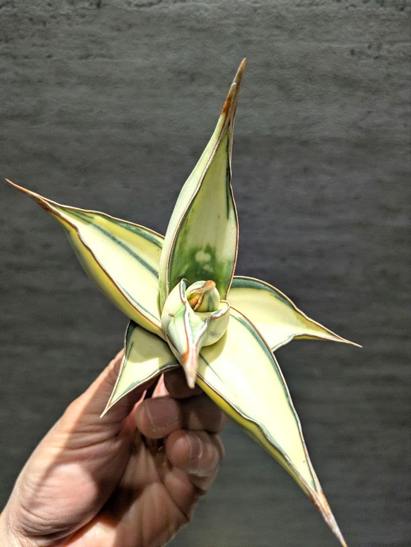 超希少　ピングイキュラ　鬼斑　サンスベリア　斑入り　ロリダ　多肉植物　アガベ