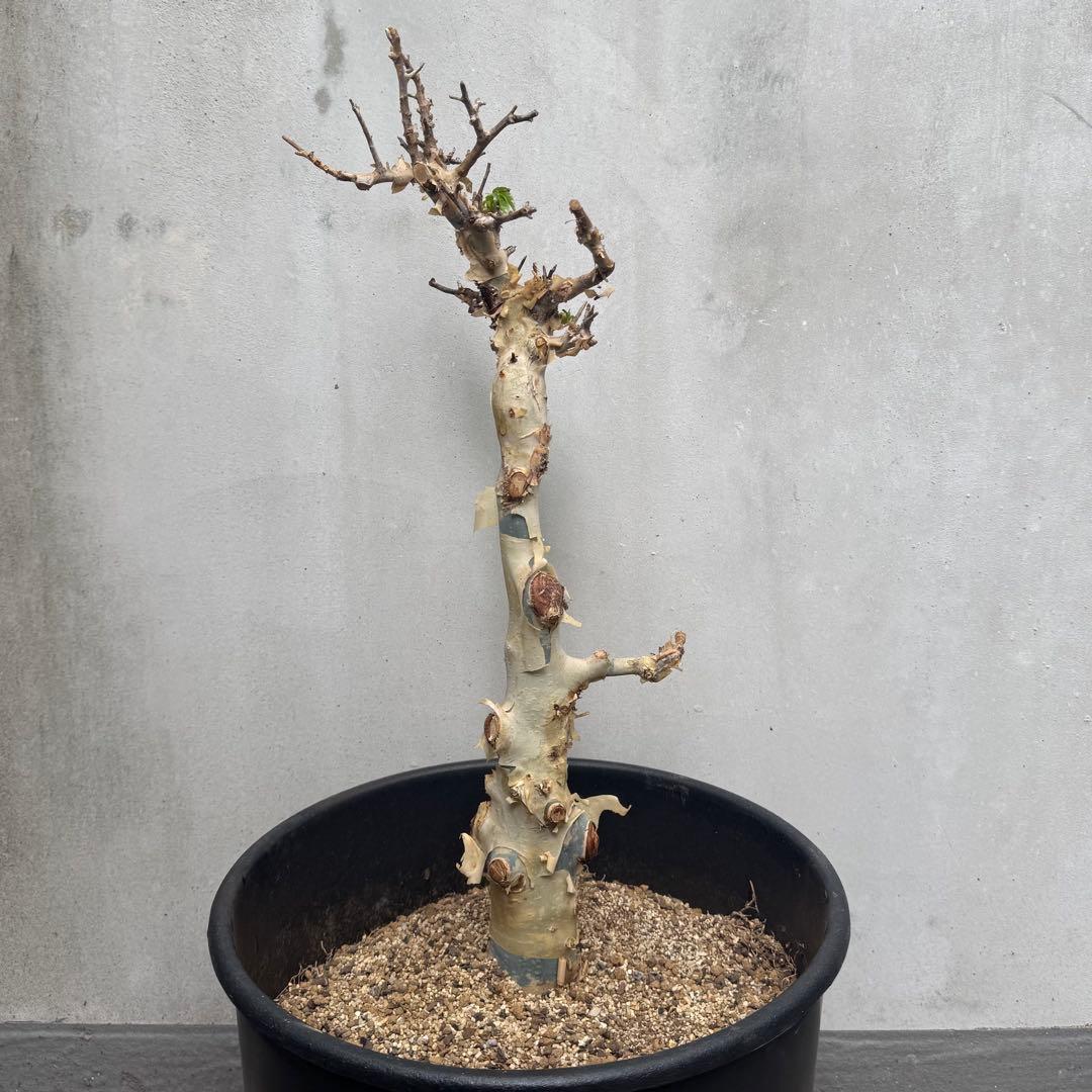 コミフォラ カタフ ターカネンシス 灌木 観葉植物