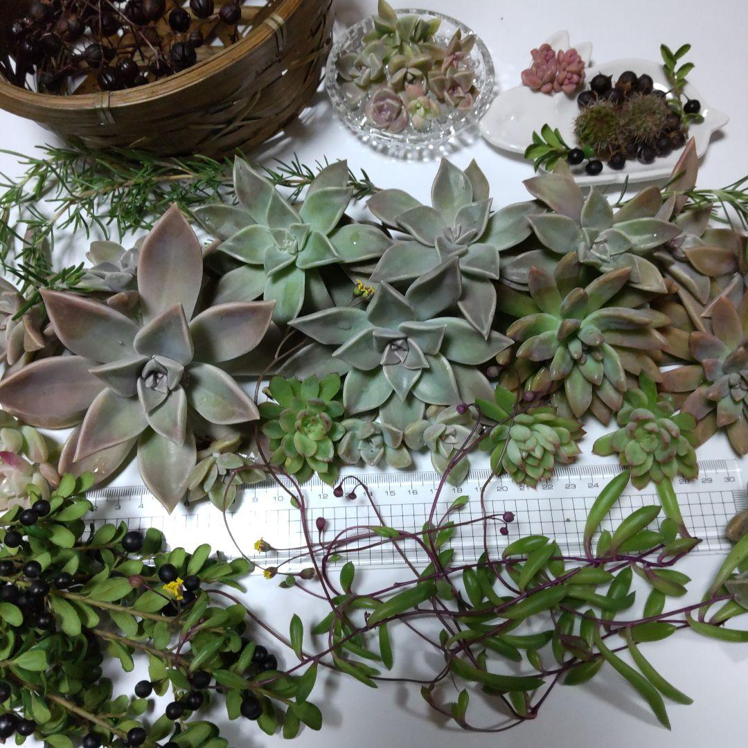 TOKIE様✤専用商品♥♥♥