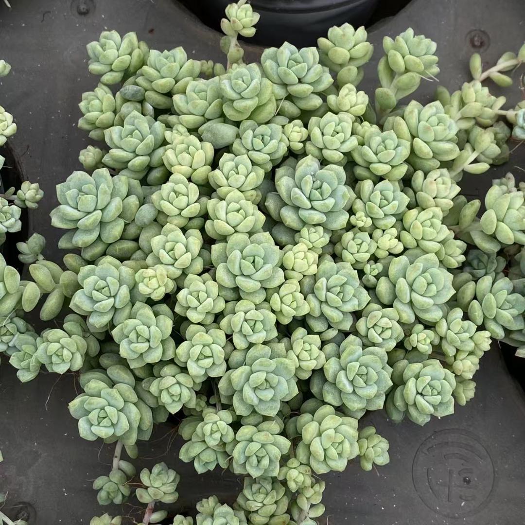 k*o様 キャラメルスプライト M740×18苗 抜き苗 多肉植物 エケベリア