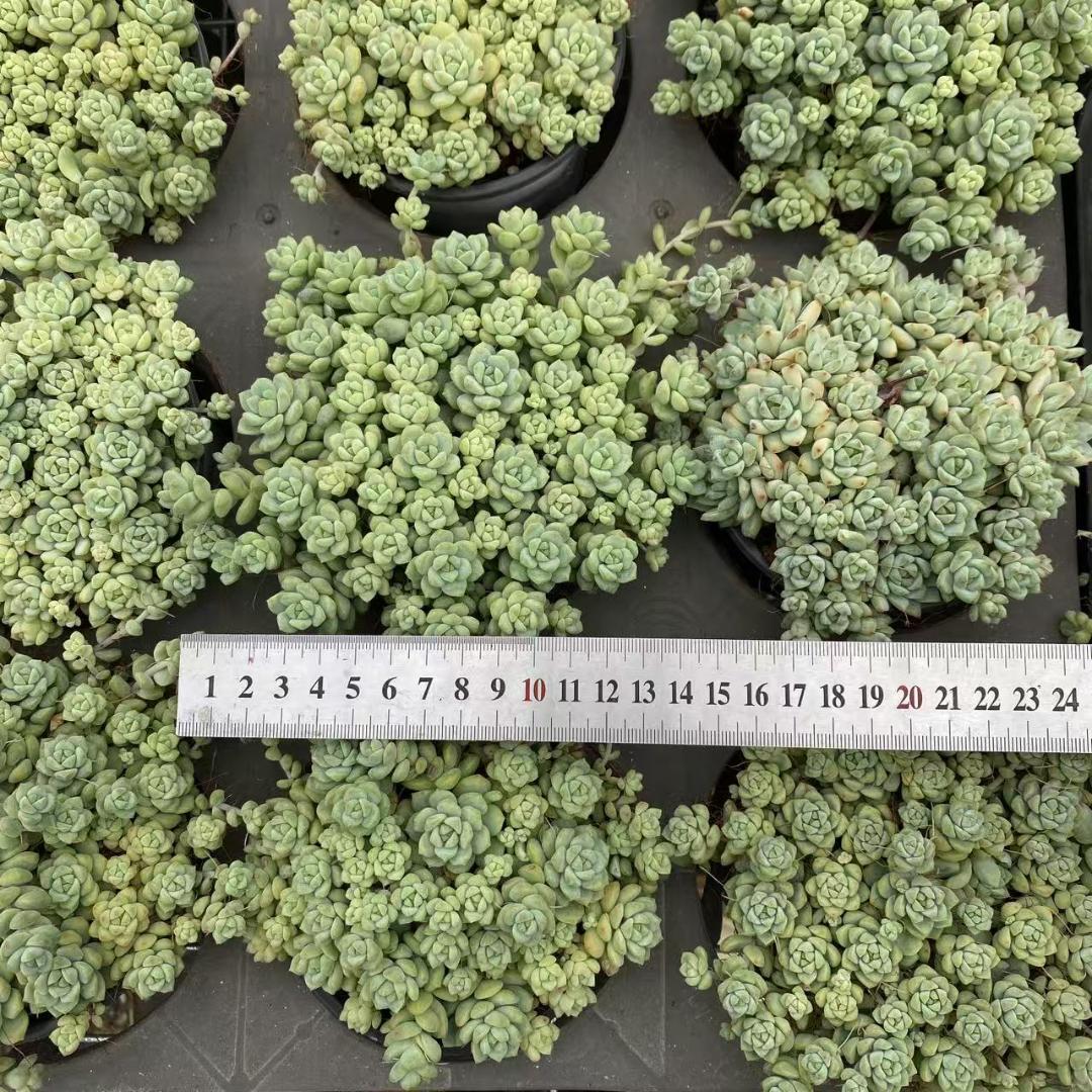 k*o様 キャラメルスプライト M740×18苗 抜き苗 多肉植物 エケベリア