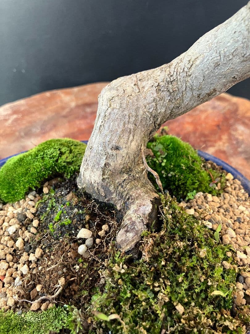 期間限定値下げ‼️山もみじ盆栽、赤く紅葉中、幹太い！