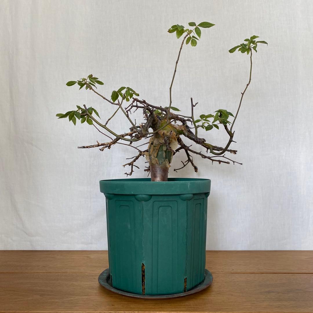 【休眠中】コミフォラ エミニー 7号