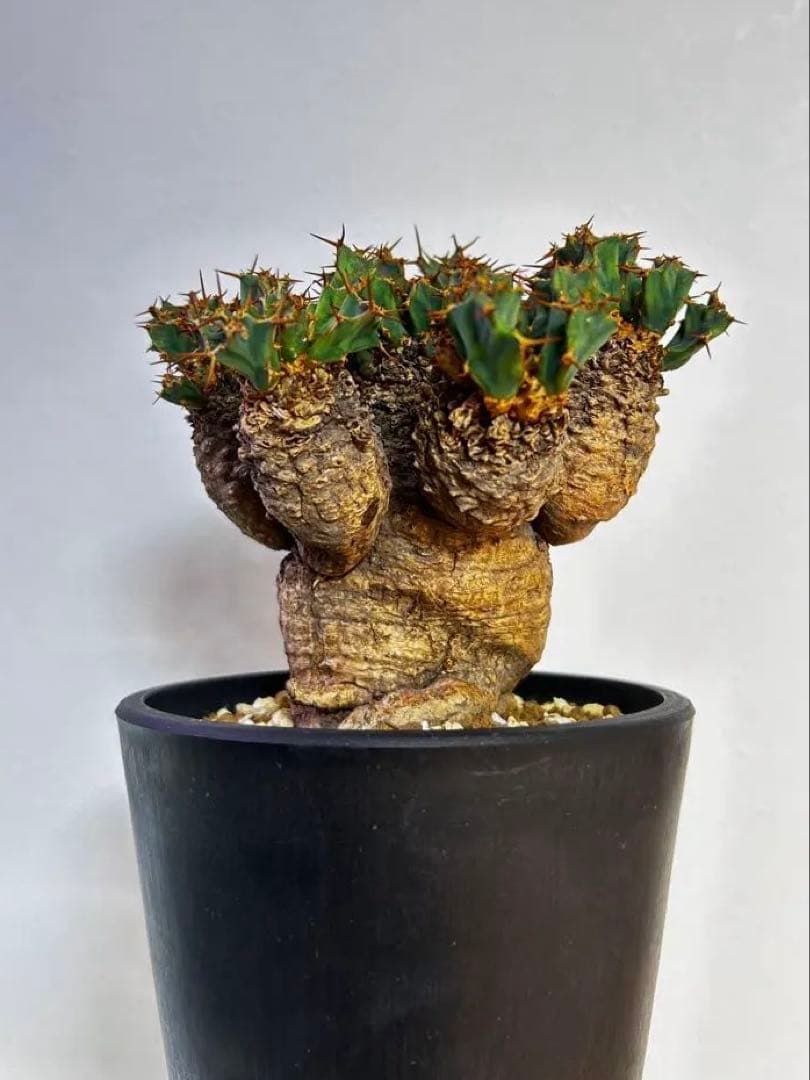 【発根済】ユーフォルビア クラビゲラ