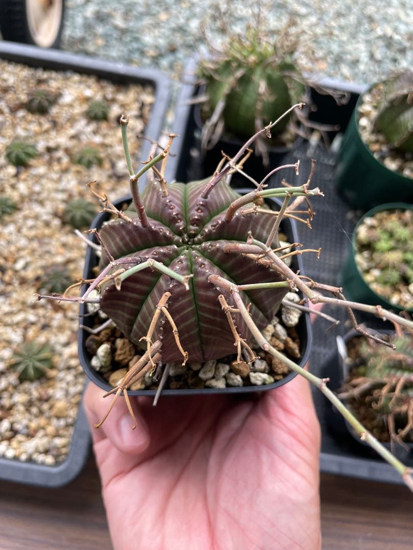 ウサコ　ブラックバリダ×スーパーバリダ　④