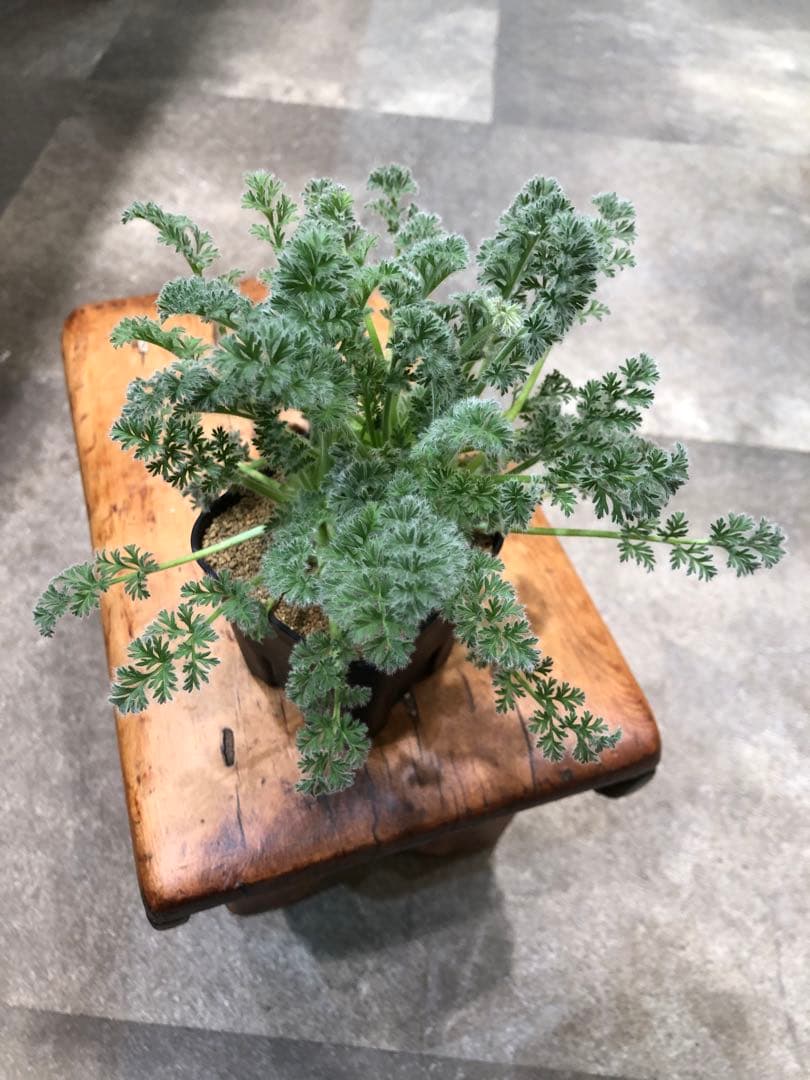 ペラルゴニウム・アッペンディクラツム