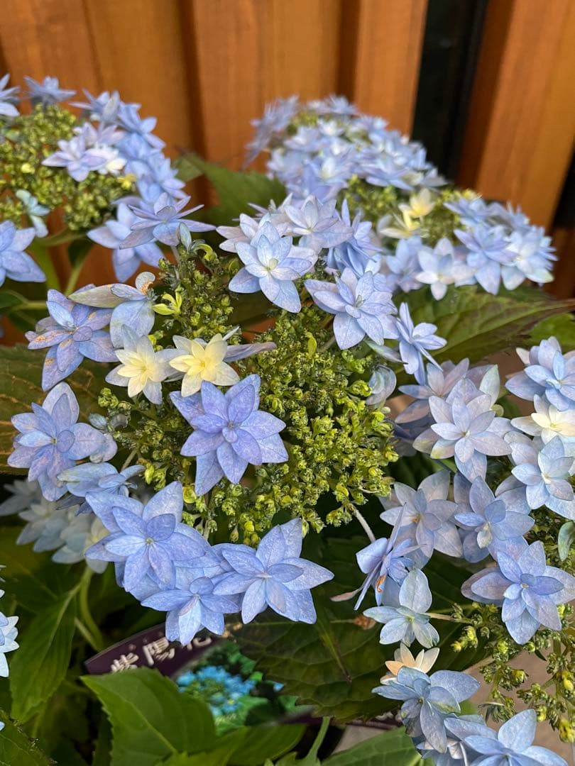 【花苗】ヤマアジサイ　おりひめ　大苗　6号　タグ付き　メルカリ便発送