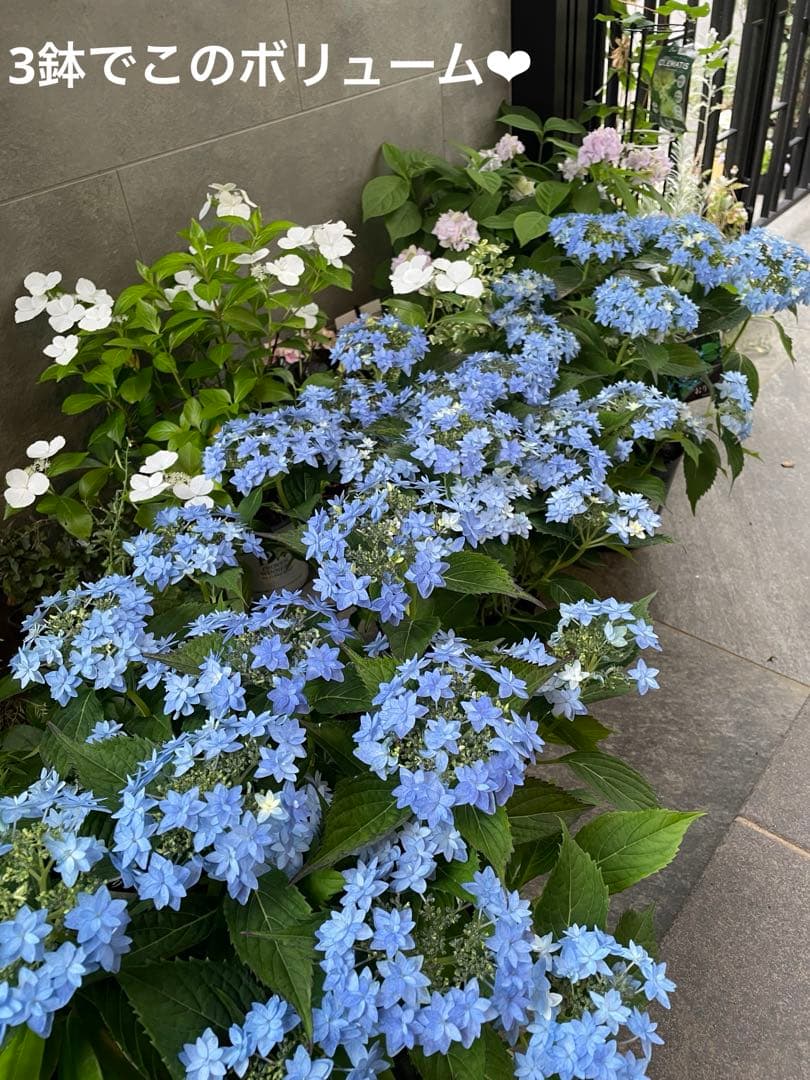 【花苗】ヤマアジサイ　おりひめ　大苗　6号　タグ付き　メルカリ便発送