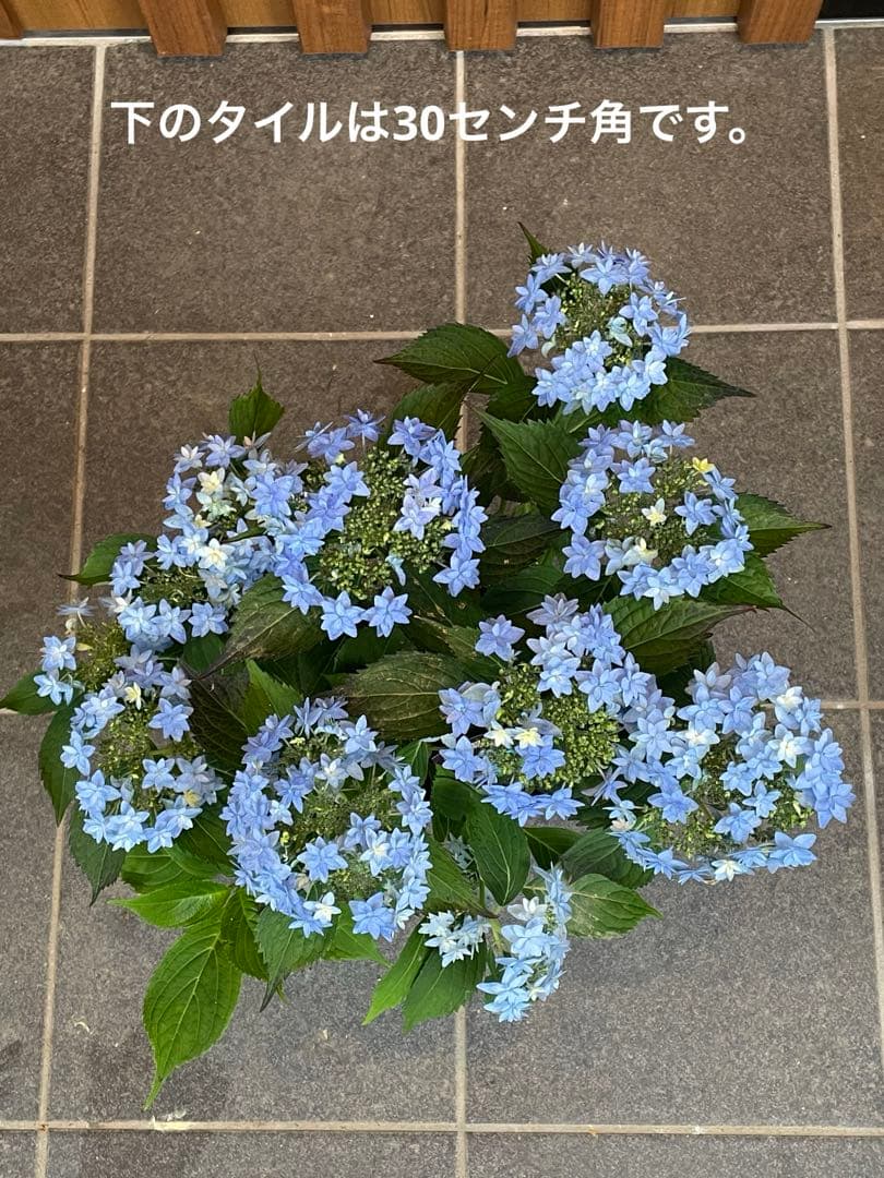 【花苗】ヤマアジサイ　おりひめ　大苗　6号　タグ付き　メルカリ便発送