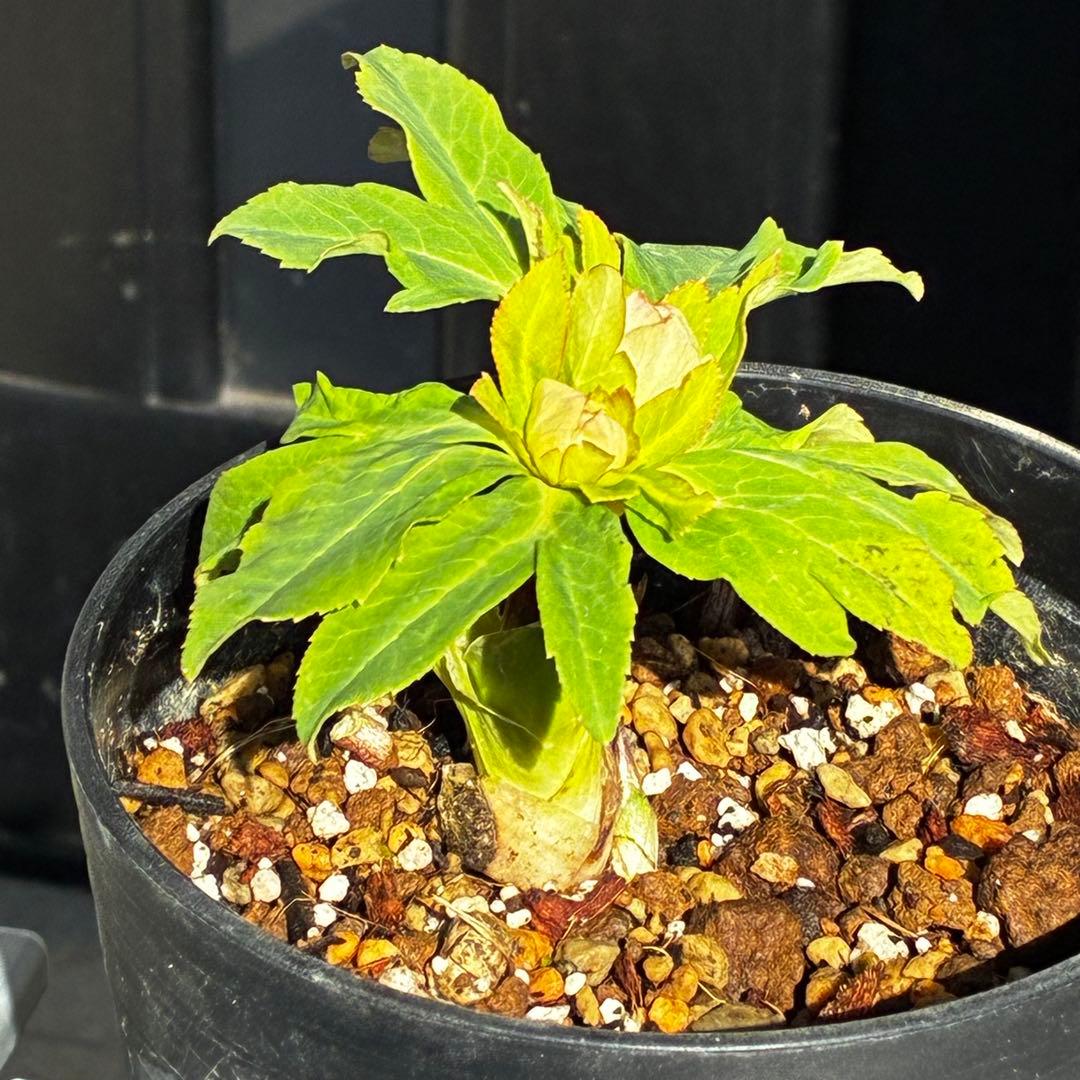 3559☘️ラスト2☘️蕾付☘️⭐️SD⭐️紅ピンクオーレア⭐️ツートン⭐️ぼかしベイン⭐️広瀬