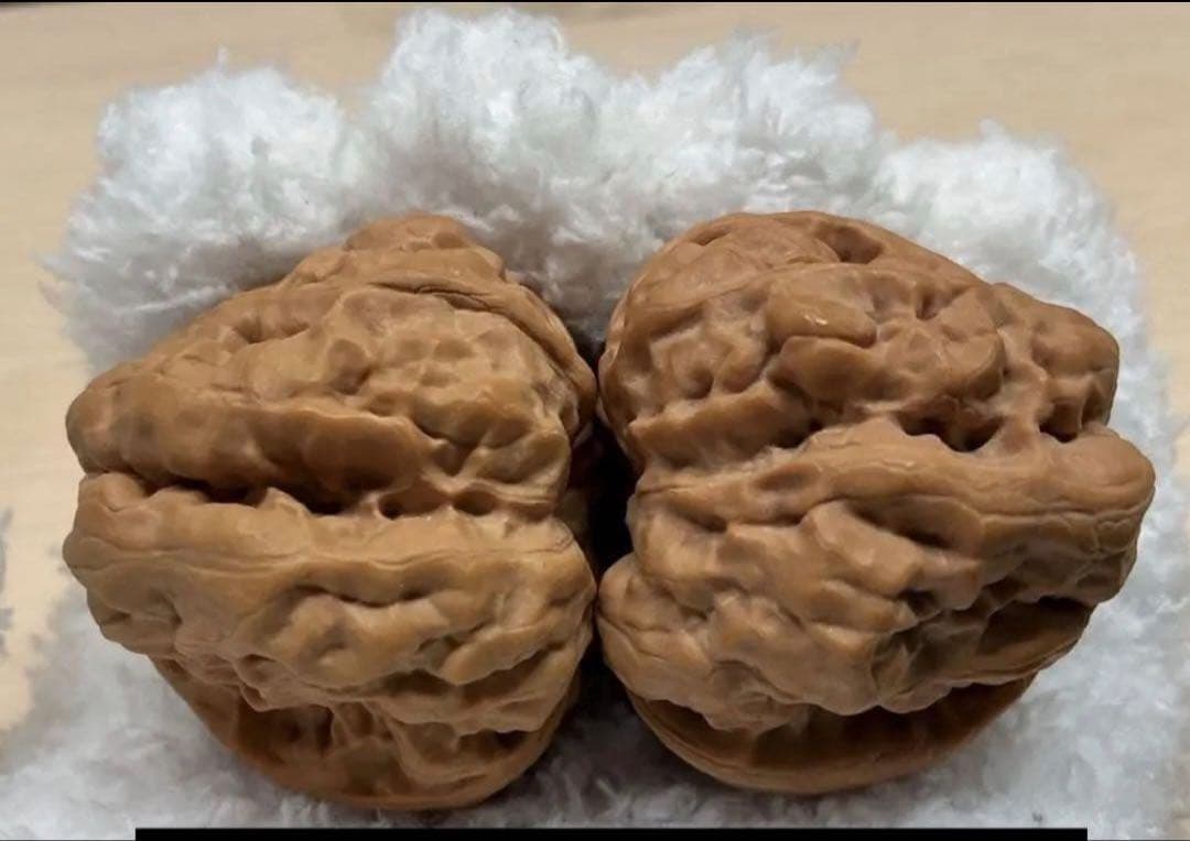 文玩堂：延慶ハマトウ胡桃 超特大サイズ 腹部47mm