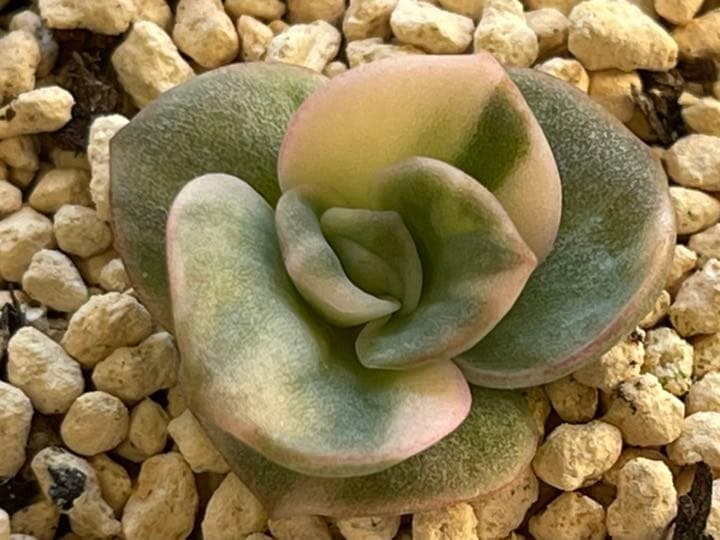 ❤️専用出品❤️ラブリーローズ錦　　　　　　　　　　　　　❤️美しく育ちました♪❤️