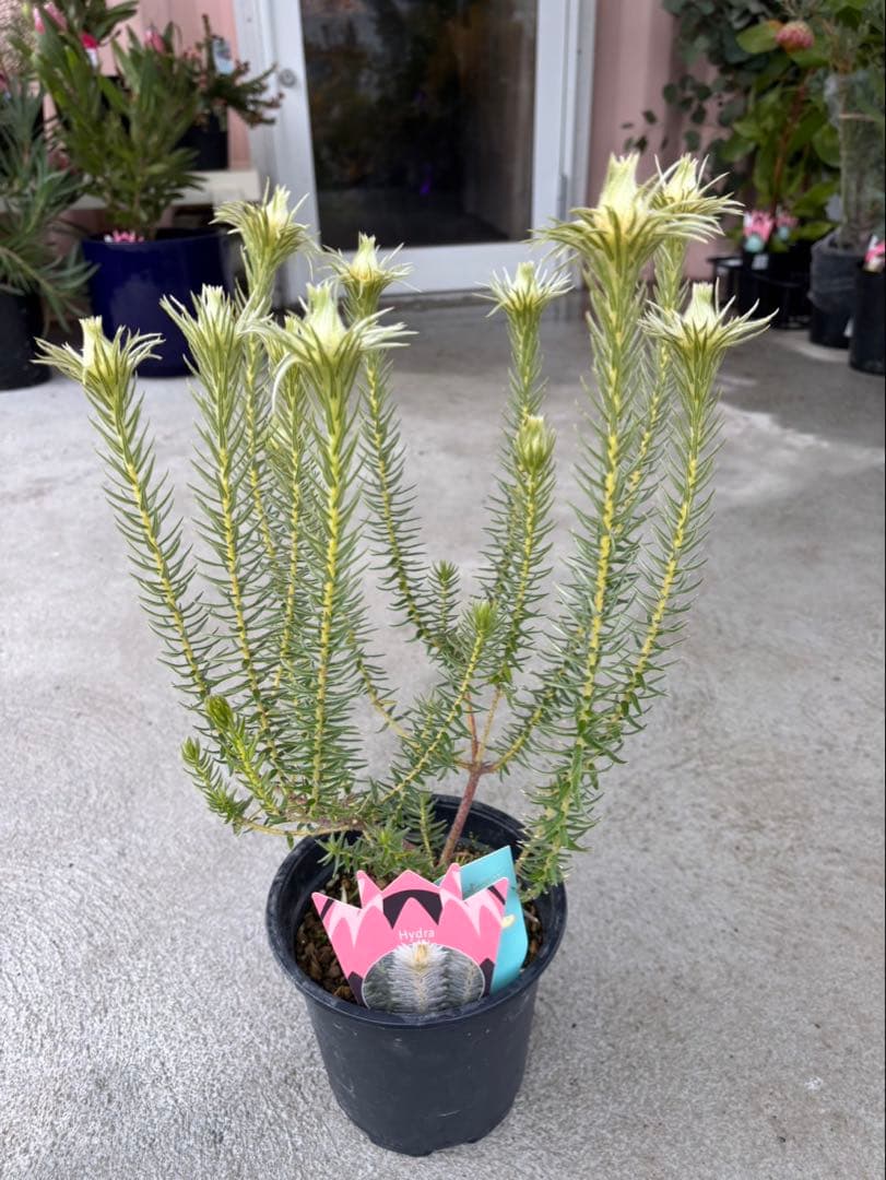 フィリカ　ハイドラ　希少　3