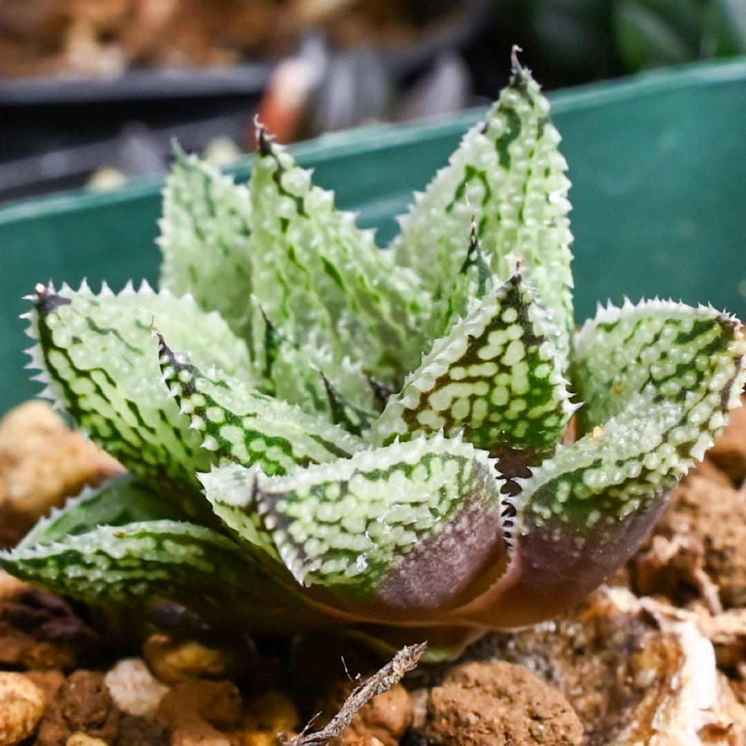 L*8様 ハオルチア ナイルの雫