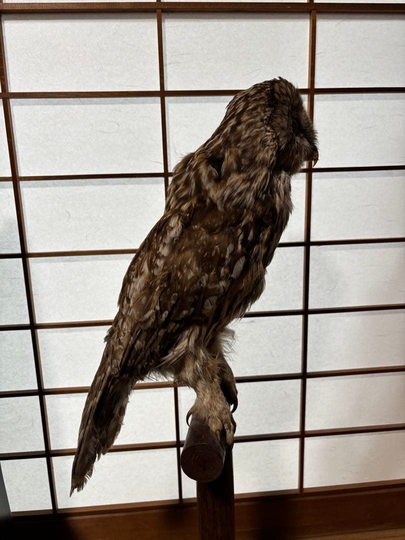 キンメフクロウの置物 木製スタンド付き 約40cm