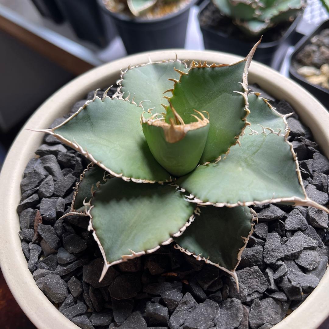 【細棘】アガベ　oteroi（オテロイ）実生選抜株　鉢ごとメルカリ便発送
