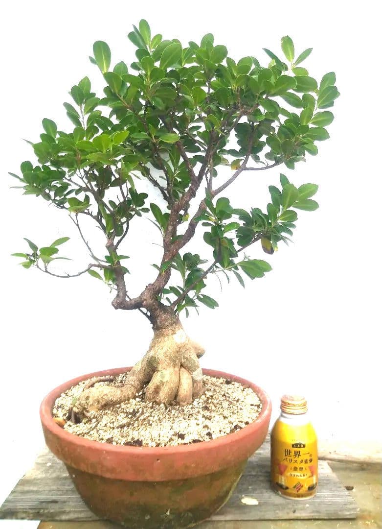 沖縄産　パンダガジュマル盆栽