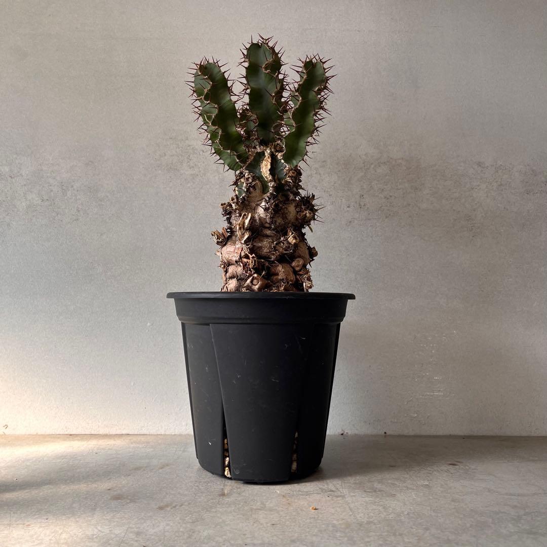 ユーフォルビアムランジーナ　現地球　Euphorbia mlanjeana ②