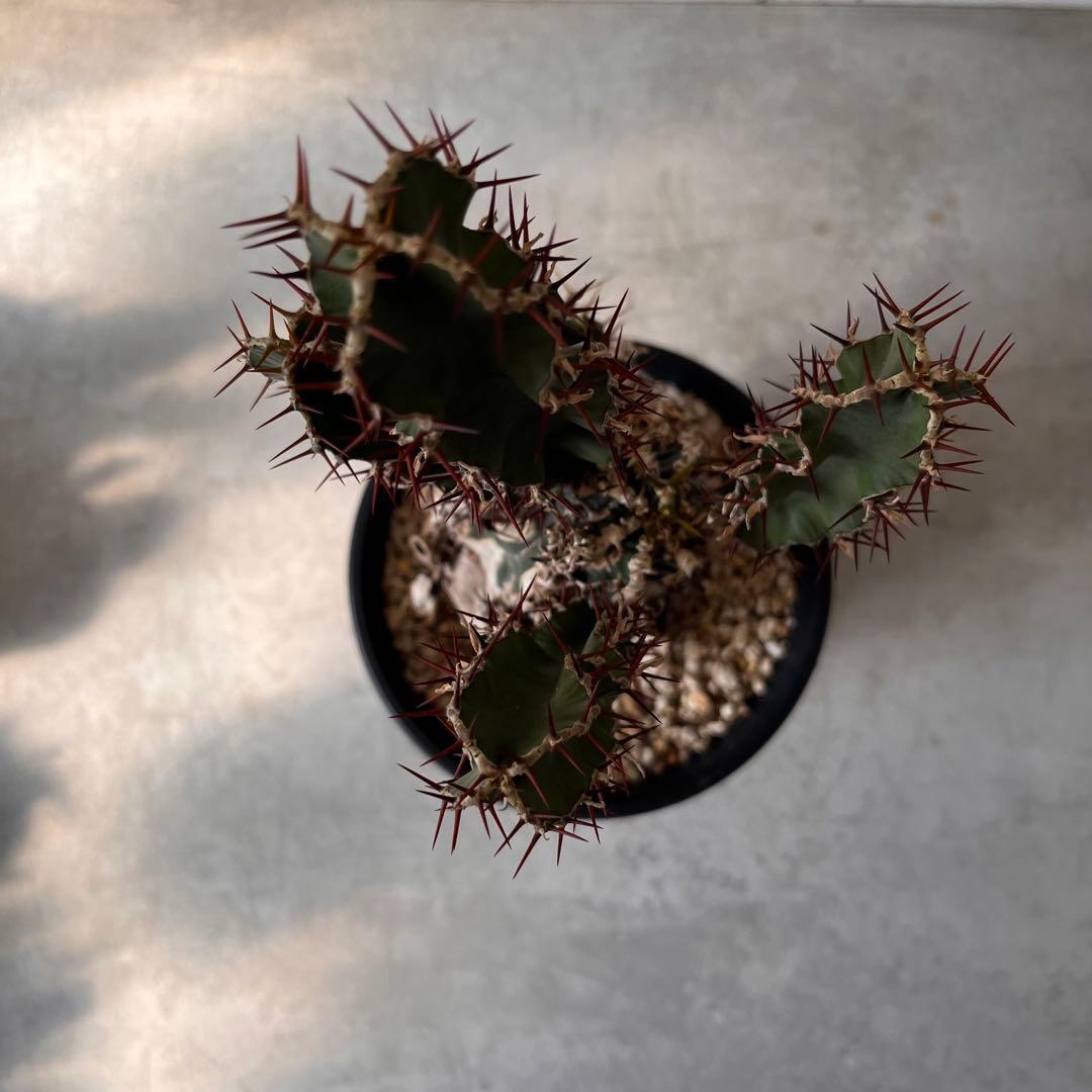 ユーフォルビアムランジーナ　現地球　Euphorbia mlanjeana ②