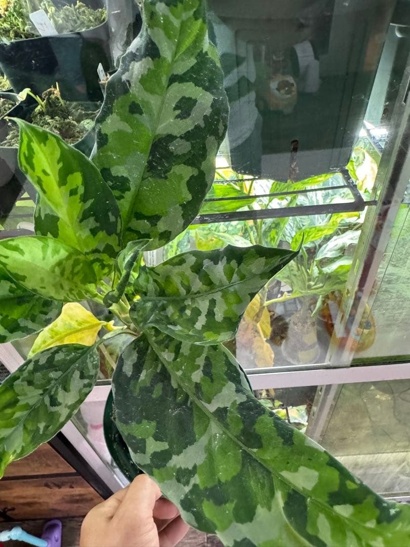 アグラオネマ アンダマン　ナチュラ