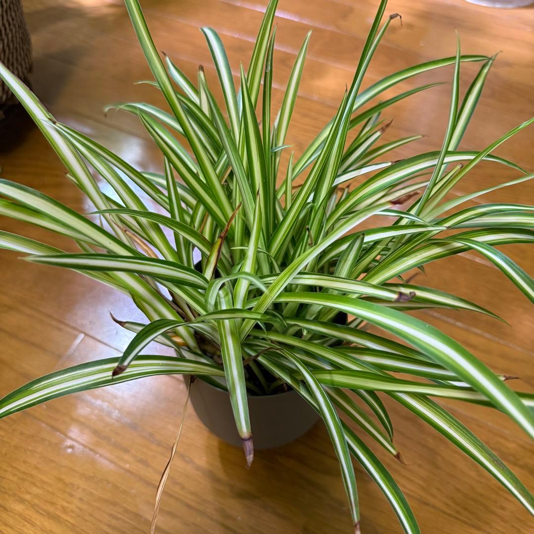 斑入り オリヅルラン 子株 水耕栽培 大苗 発根済（冬季発送停止中）