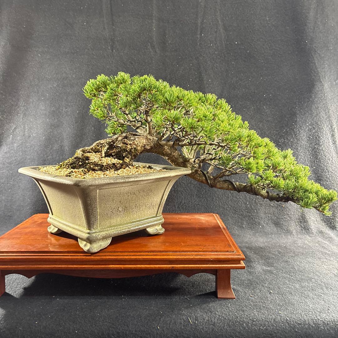 石鎚五葉、懸崖、山採取、60年強 目立った汚れ傷無し くにちん様のみ！