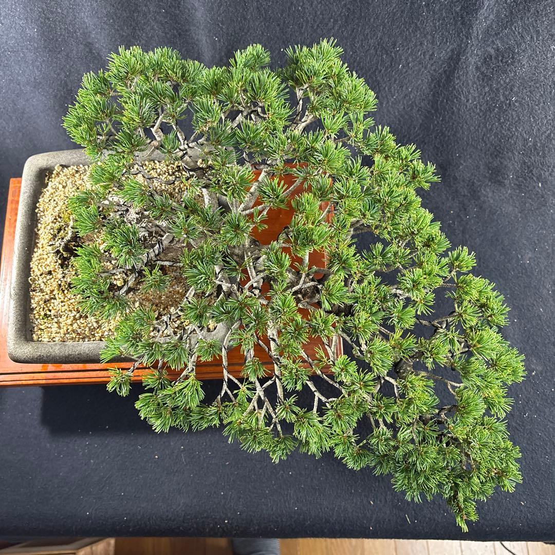 石鎚五葉、懸崖、山採取、60年強 目立った汚れ傷無し くにちん様のみ！