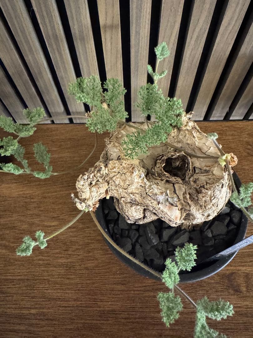 ペラルゴニウム　トリステ　鉢植え発送