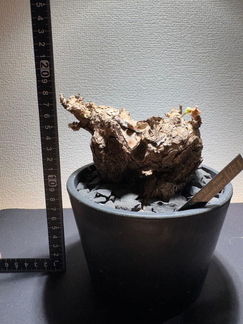 ペラルゴニウム　トリステ　鉢植え発送