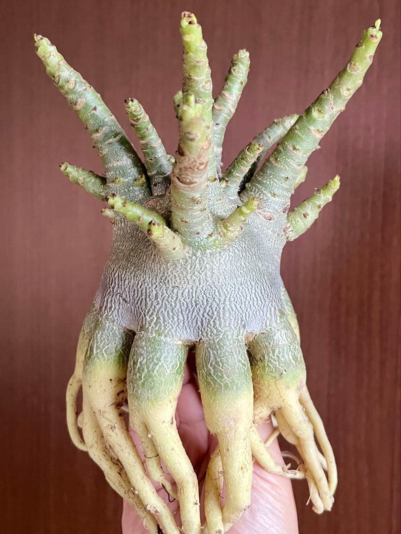 【美タコ足/超極太/ドワーフ /塊根植物】アデニウム アラビカム ゴジ タコ足