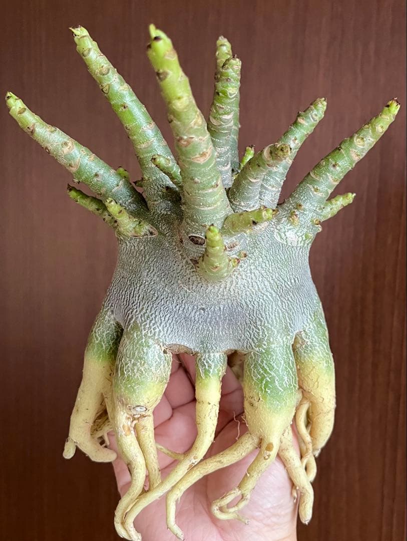 【美タコ足/超極太/ドワーフ /塊根植物】アデニウム アラビカム ゴジ タコ足