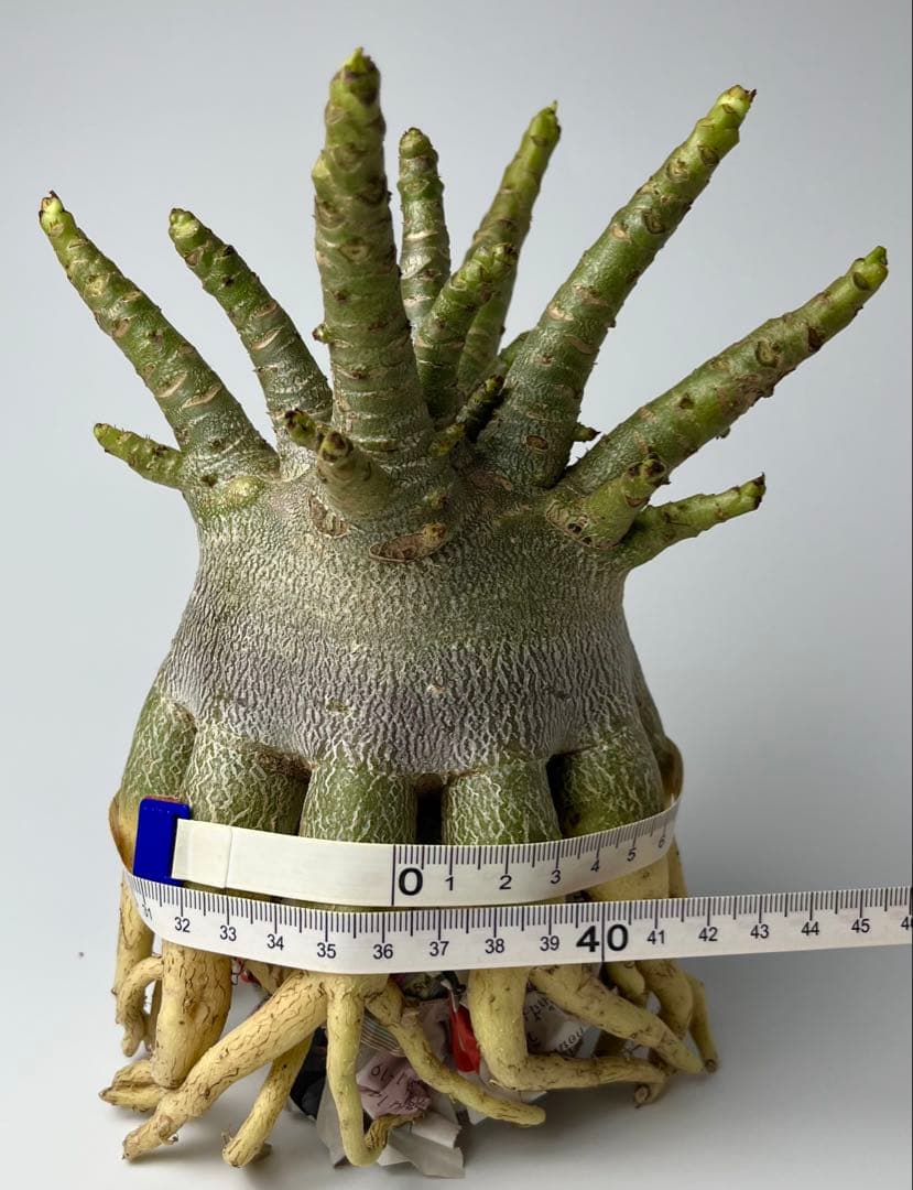 【美タコ足/超極太/ドワーフ /塊根植物】アデニウム アラビカム ゴジ タコ足