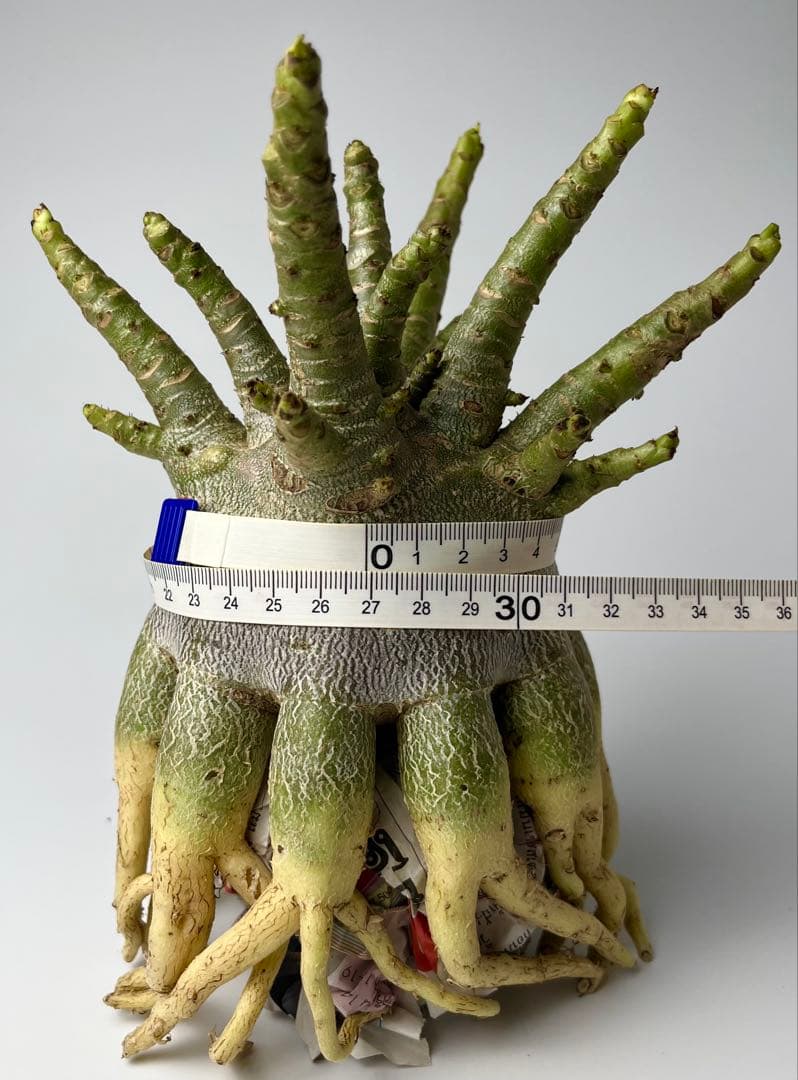 【美タコ足/超極太/ドワーフ /塊根植物】アデニウム アラビカム ゴジ タコ足