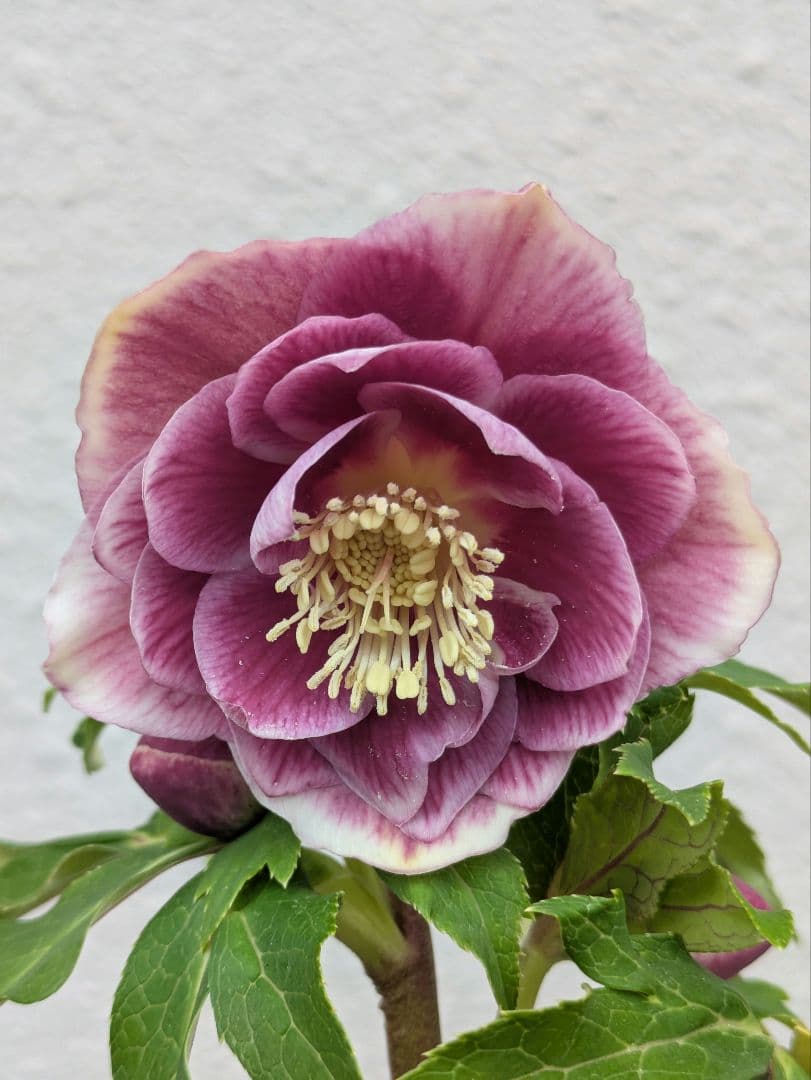 広瀬園芸 クリスマスローズ ソレイユdd 優美なグラデーション発色