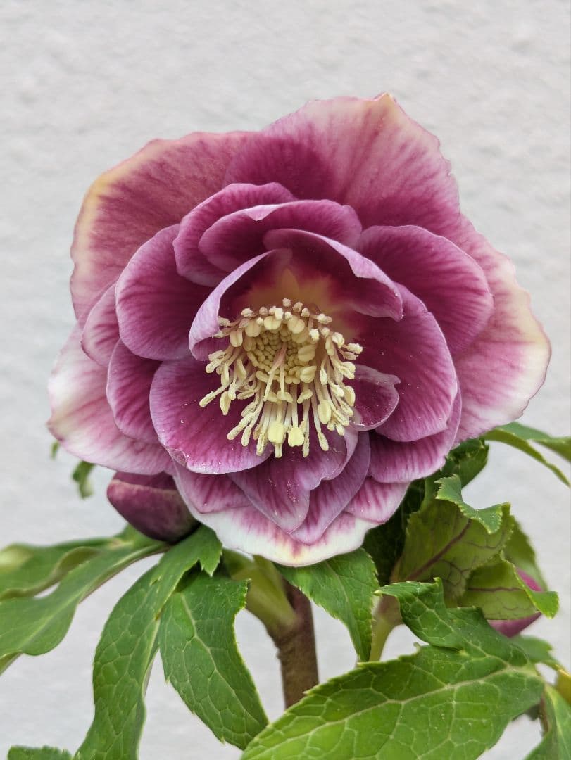 広瀬園芸 クリスマスローズ ソレイユdd 優美なグラデーション発色