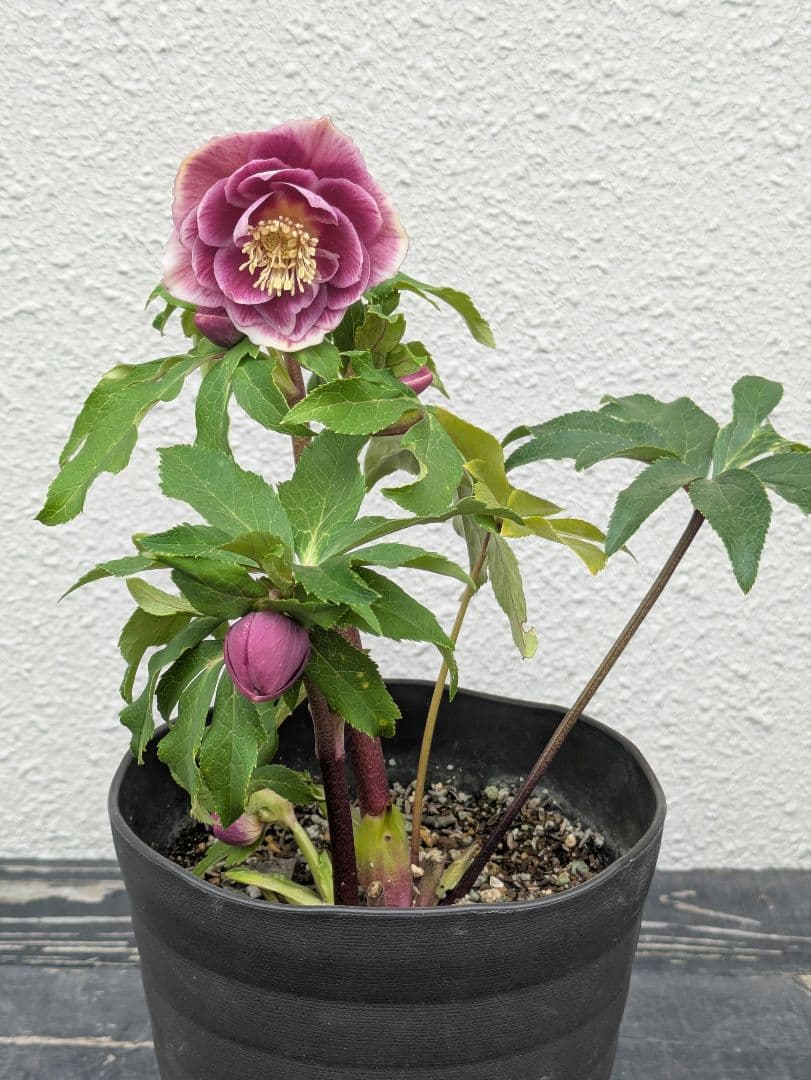 広瀬園芸 クリスマスローズ ソレイユdd 優美なグラデーション発色