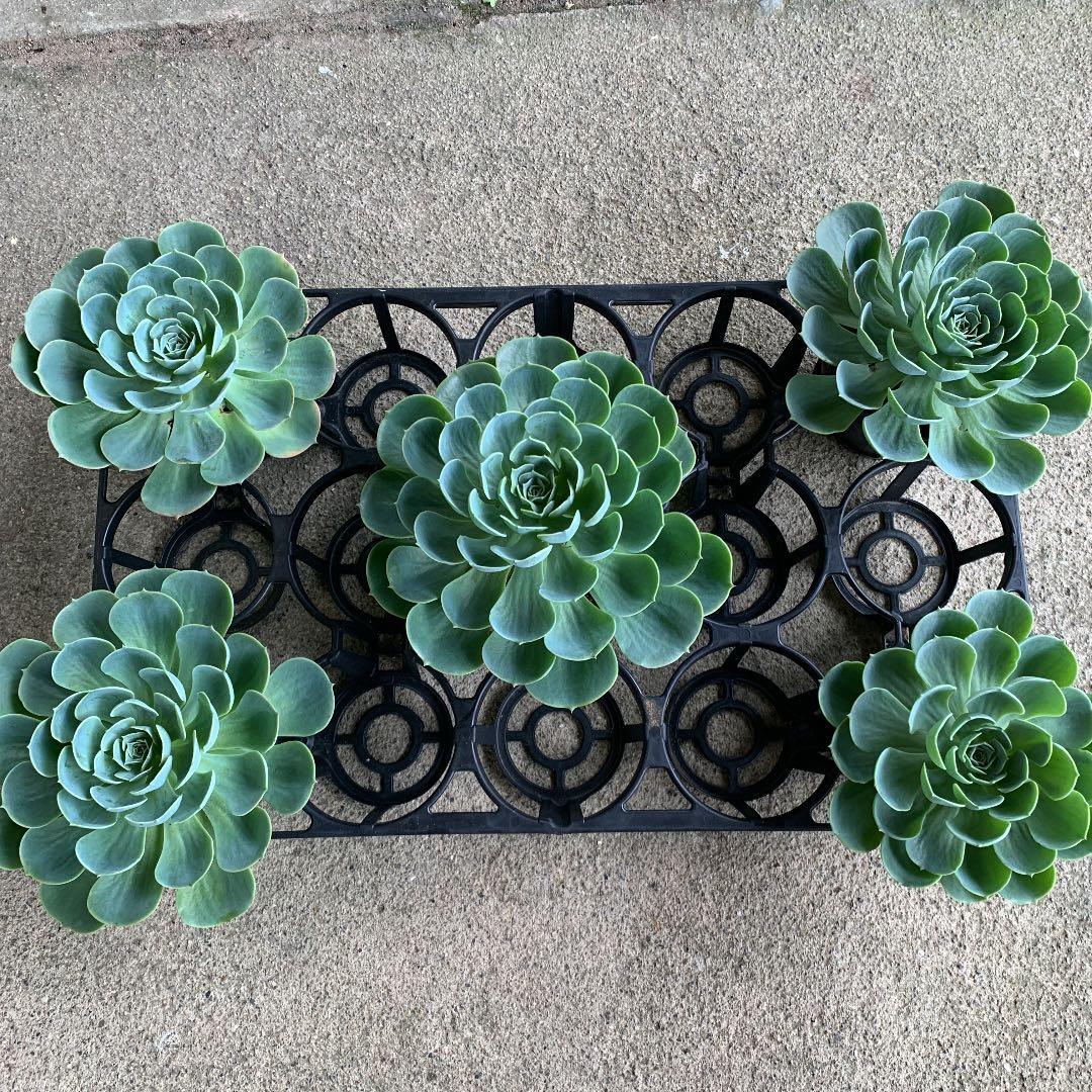 七福神　エケベリア　多肉植物