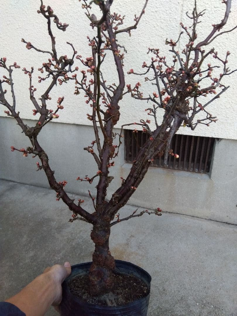 雲龍梅　古木　白花　７号ポットつき　特大❗　③