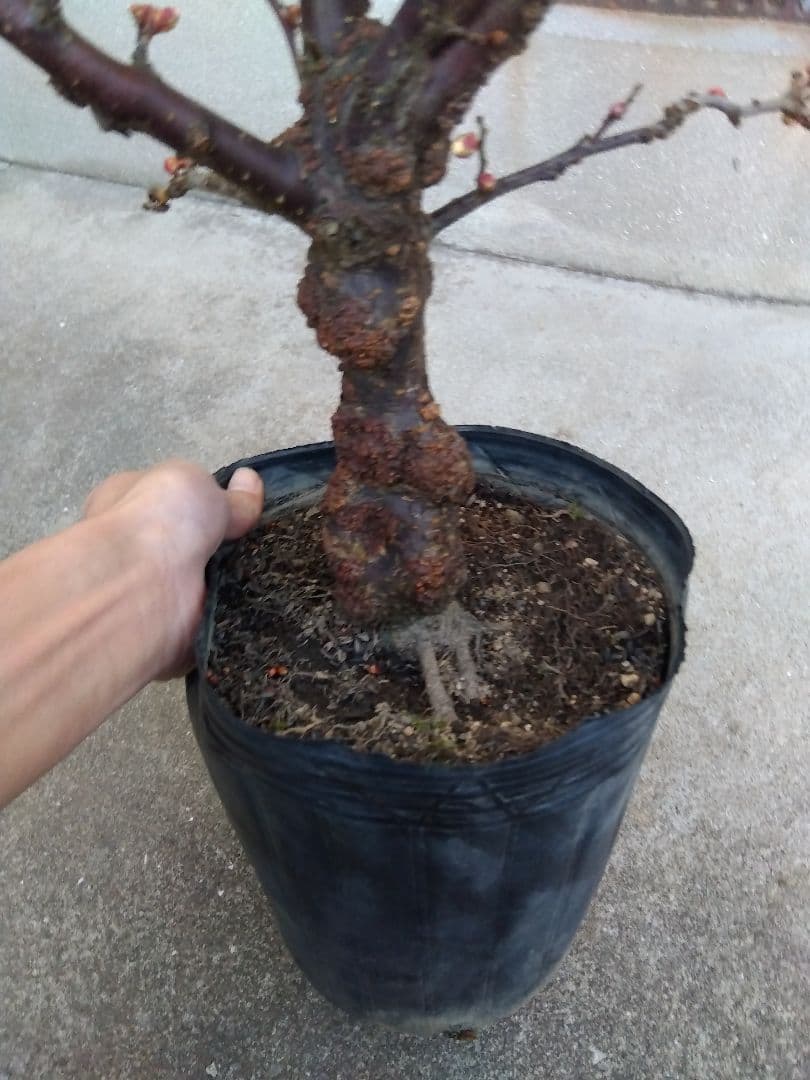 雲龍梅　古木　白花　７号ポットつき　特大❗　③