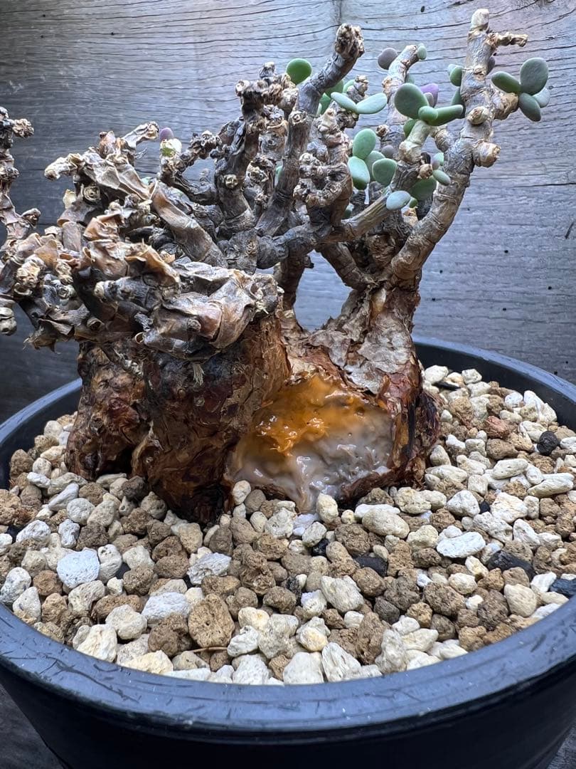 発根済　ケラリアピグマエア　現地球