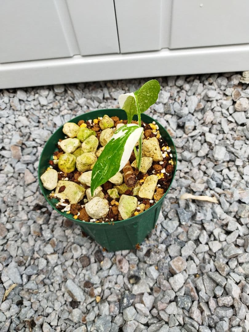 モンステラA3 デリシオーサホワイトティアーズ