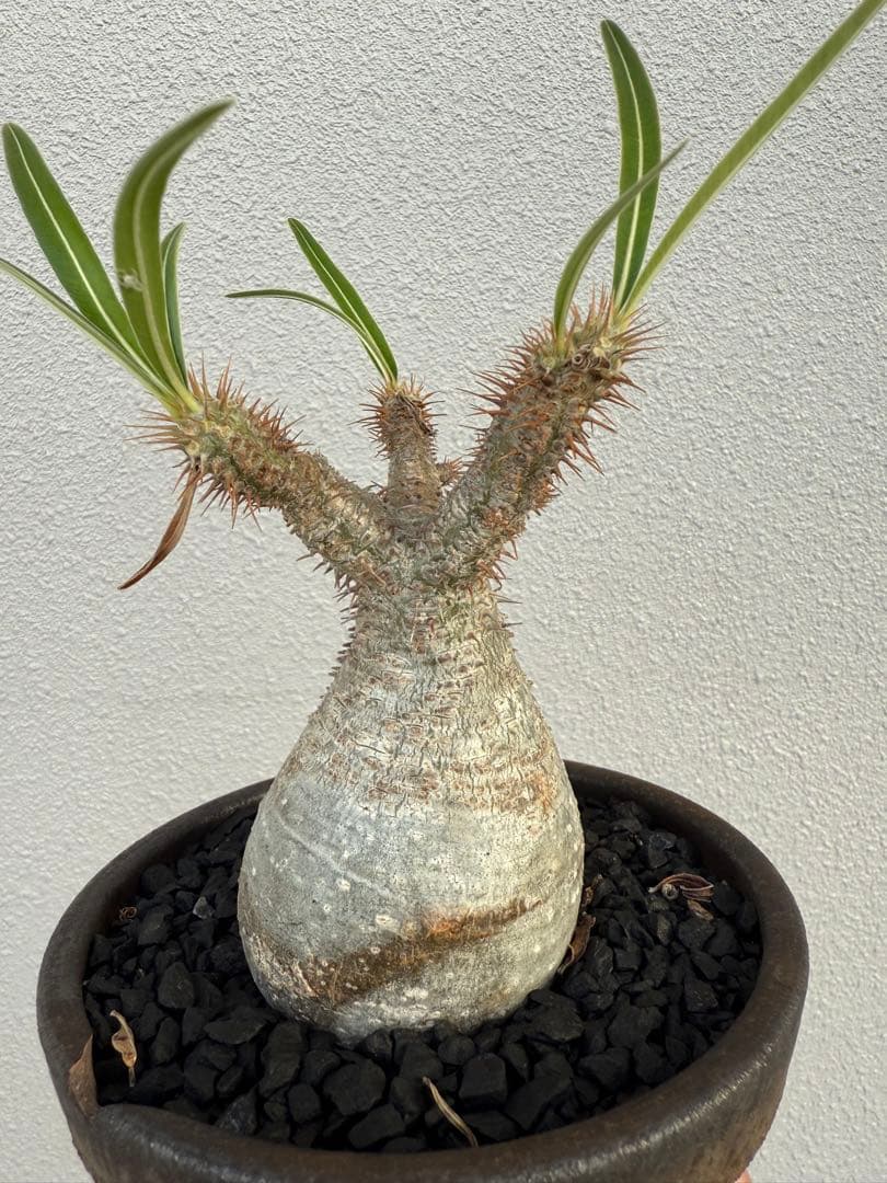 最終値下げ！パキポディウムグラキリス現地球　発根剤　塊根植物　コーデックス