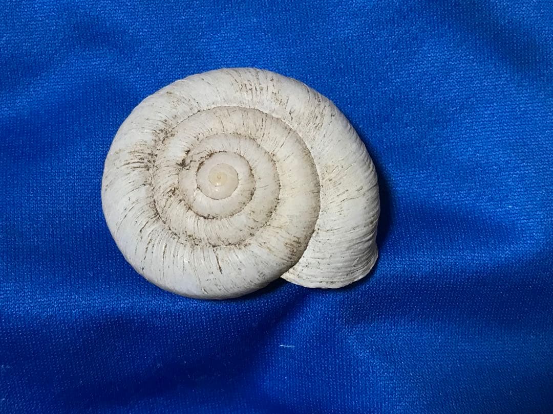 貝標本　カタツムリの化石　扁平型の肩が張った特美品個体