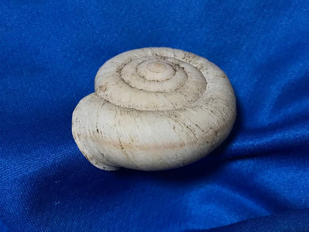 貝標本　カタツムリの化石　扁平型の肩が張った特美品個体