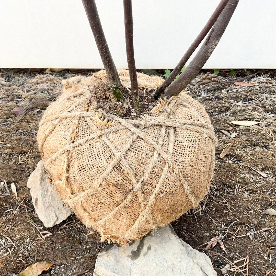 ジューンベリー　本株品/ 1028