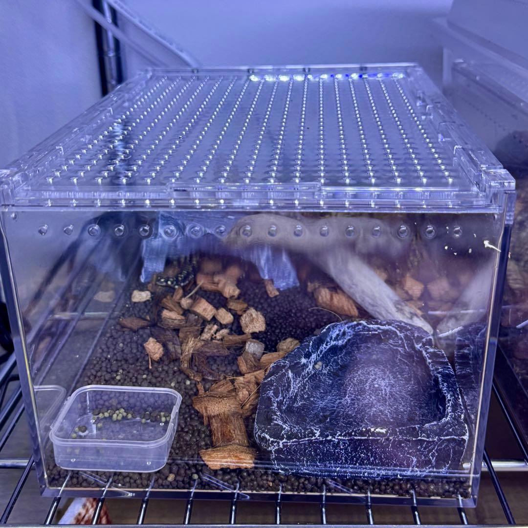 【新品・2個セット】 爬虫類 両生類 昆虫プラスチックケージ 30×20×15