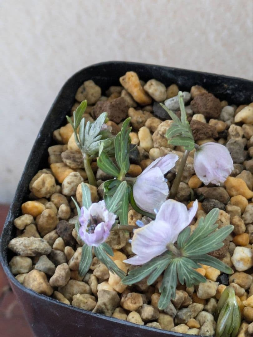 (1)セツブンソウ　赤花　5花