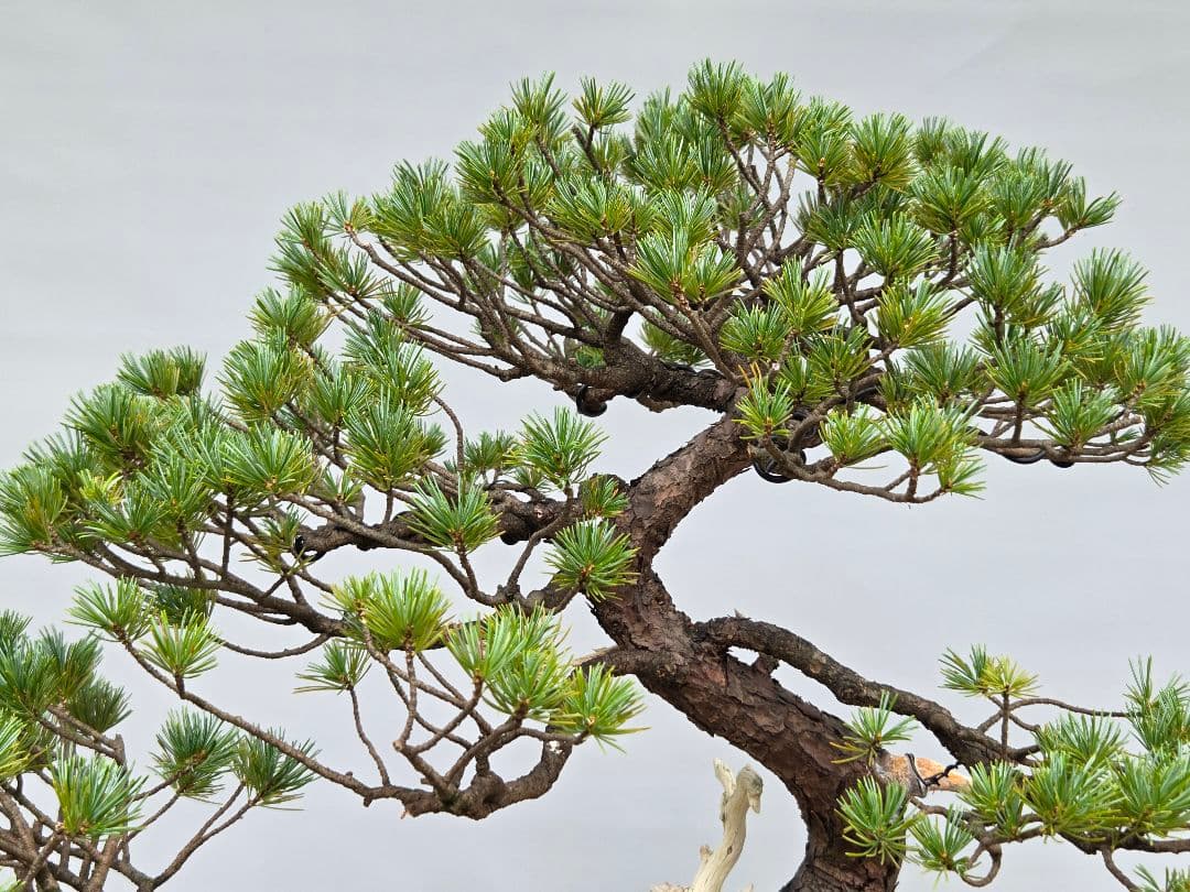 五葉松　[半懸崖]　大品盆栽