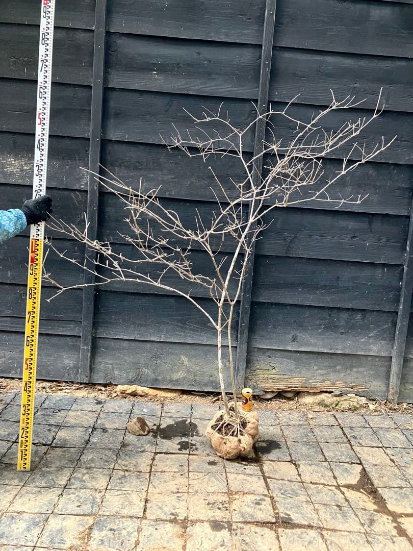 山採り　ヤマウツギ