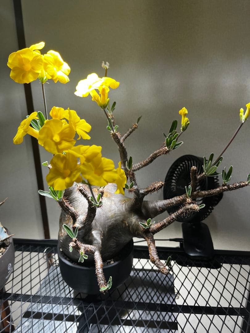 ク*郎様 パキポディウム　グラキリス　大株